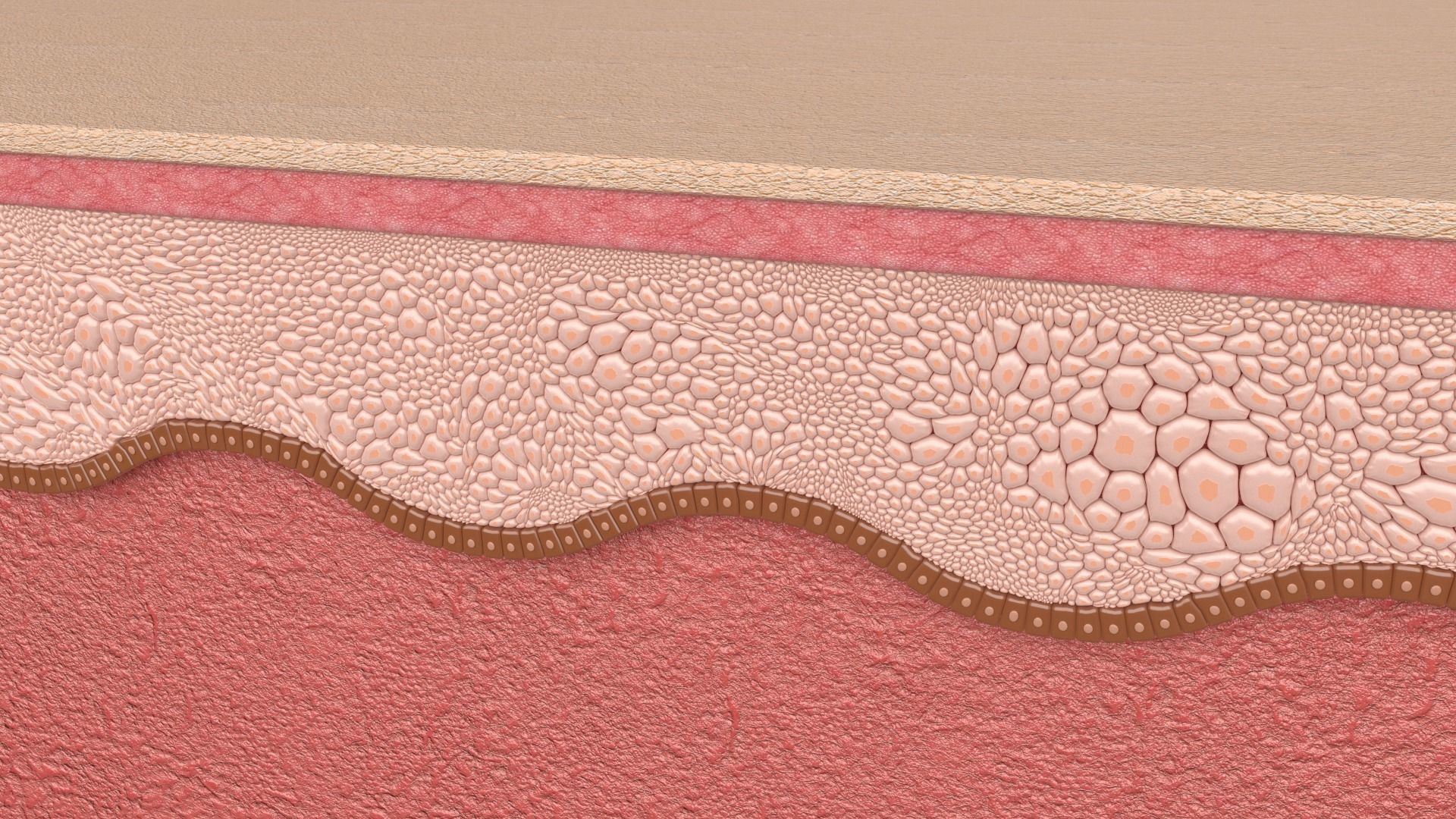 Skin layer Healthy 3D model 3D model_3