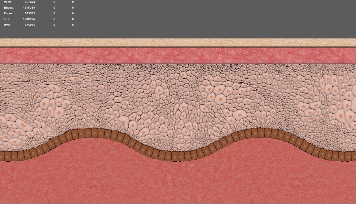 Skin layer Healthy 3D model 3D model_6