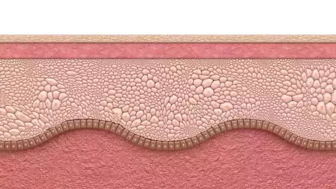 Skin layer Healthy 3D model