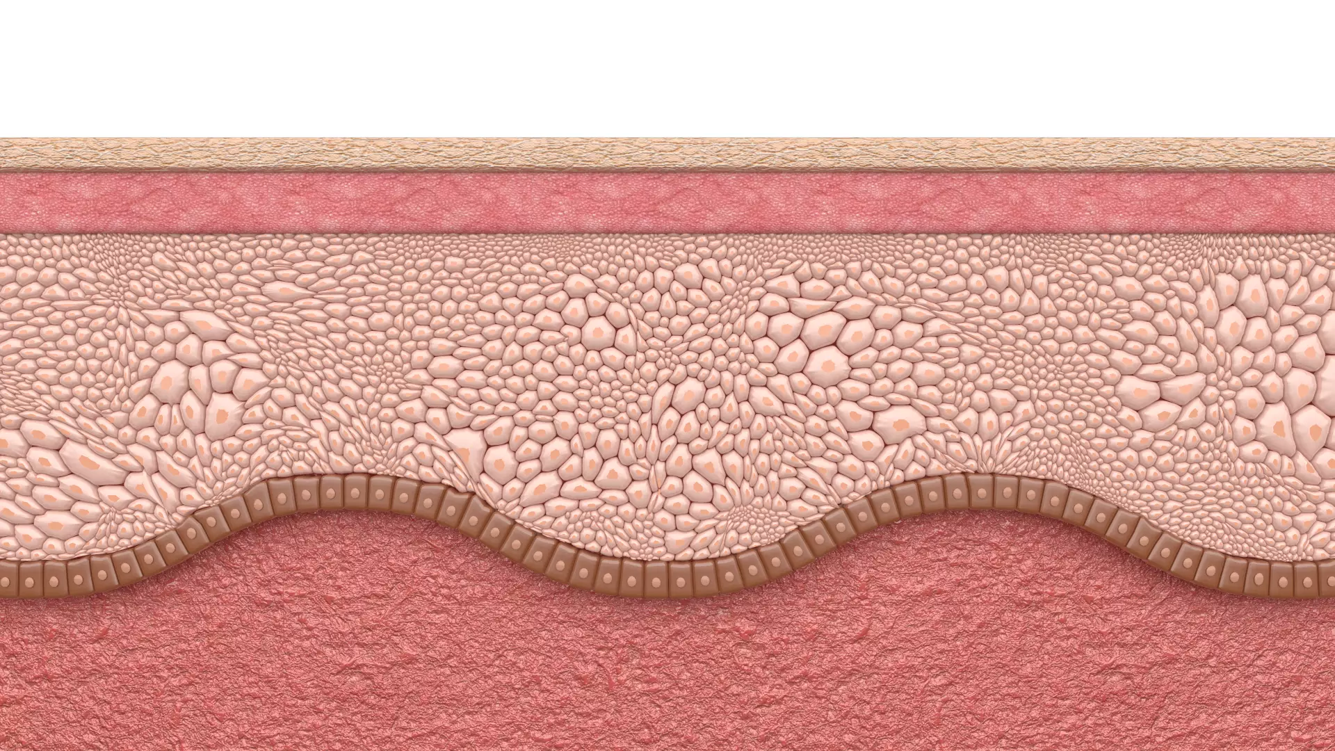 Skin layer Healthy 3D model 3D model_0