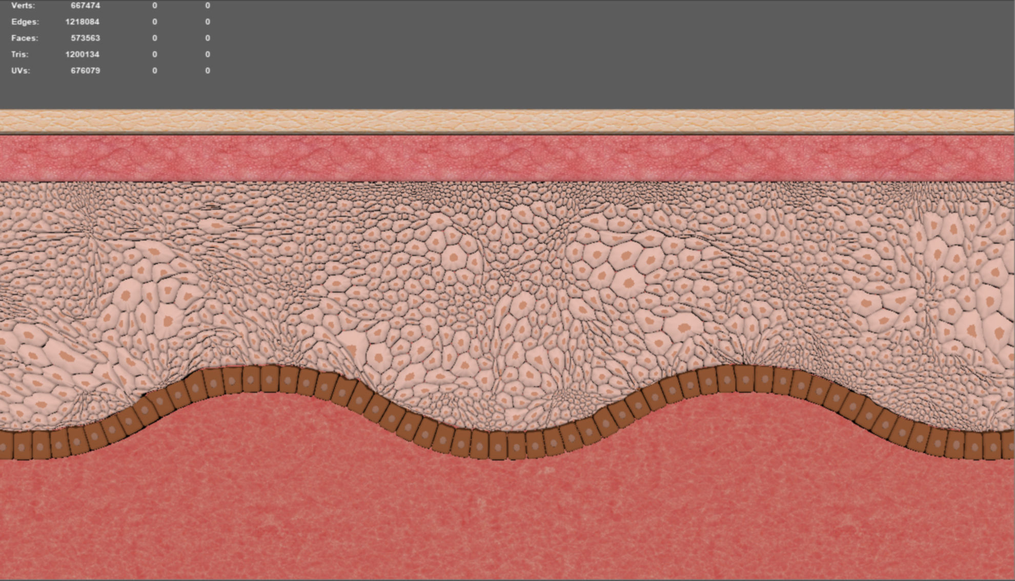 Skin layer Healthy 3D model 3D model_1