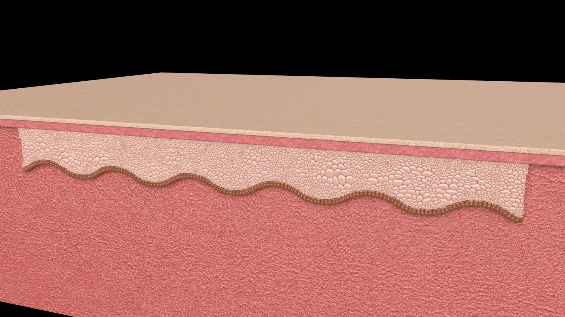 Skin layer Healthy 3D model 3D model_4