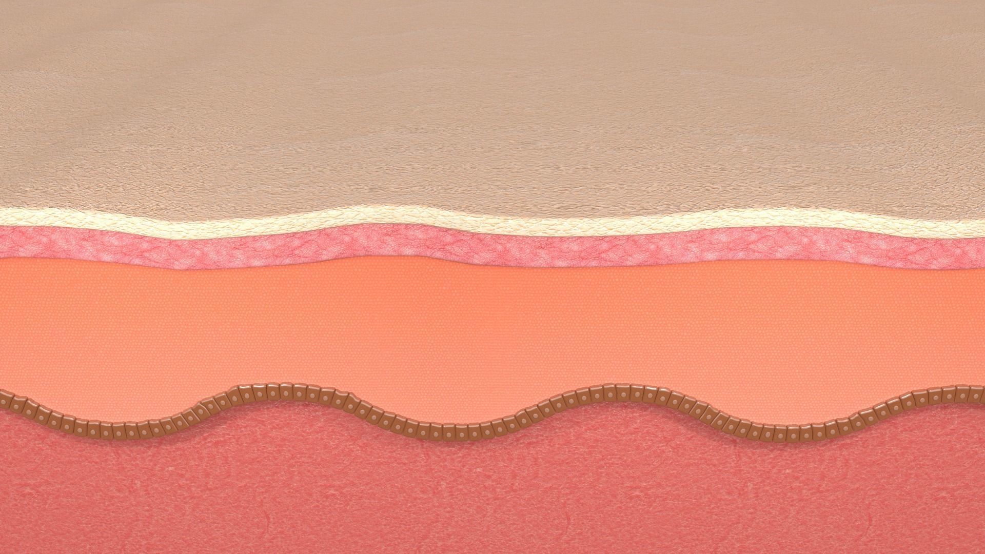 Simple Skin layer Healthy 3D model 3D model_5