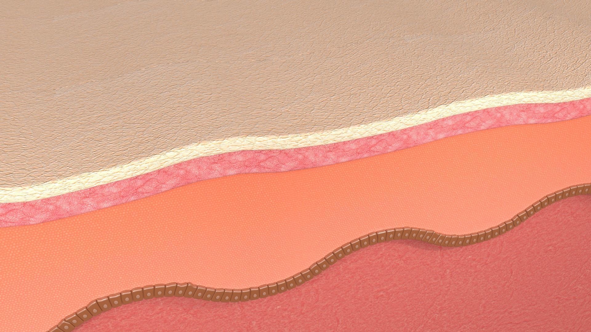 Simple Skin layer Healthy 3D model 3D model_3