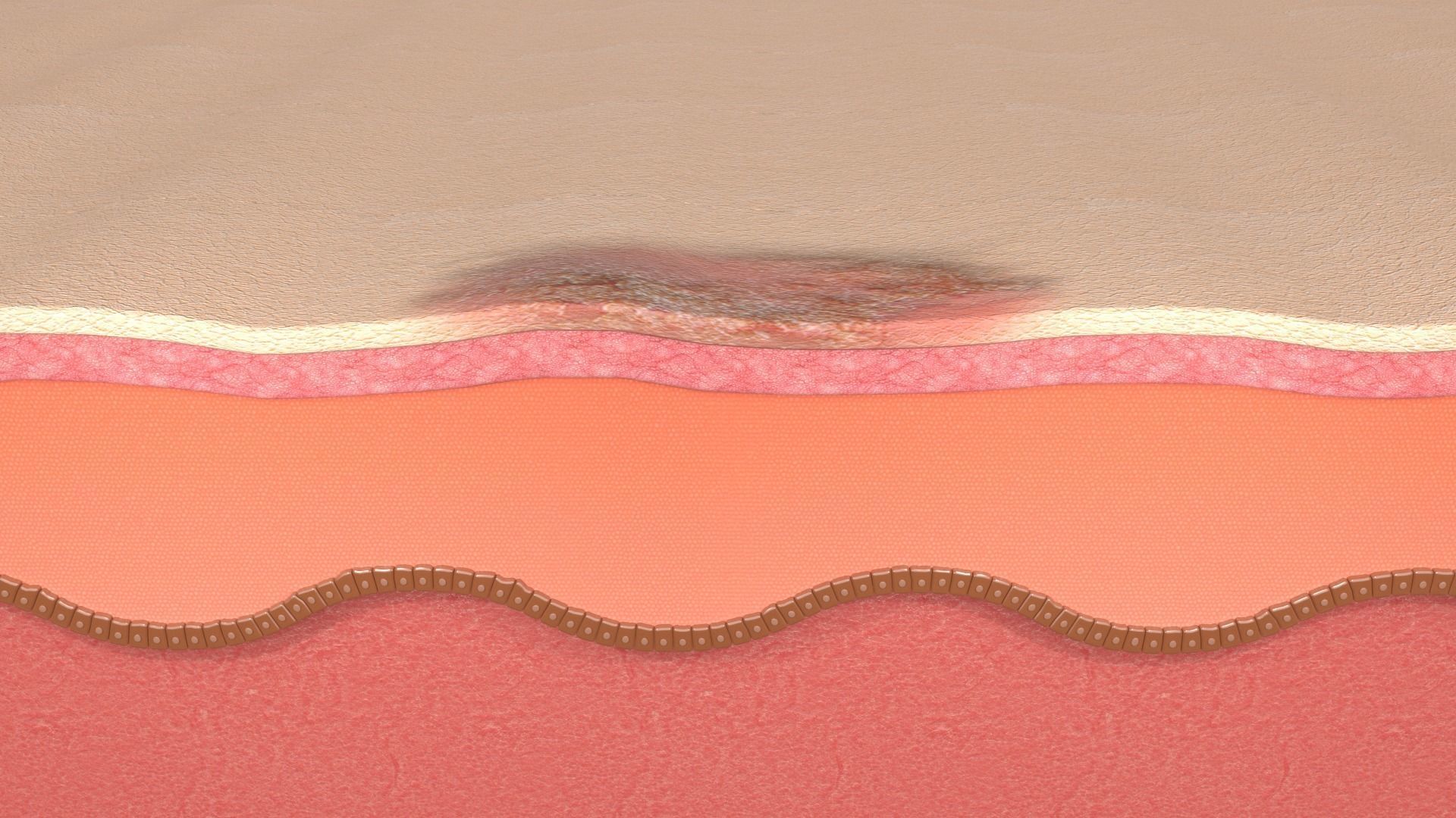 Simple Skin layer Healthy 3D model 3D model_4