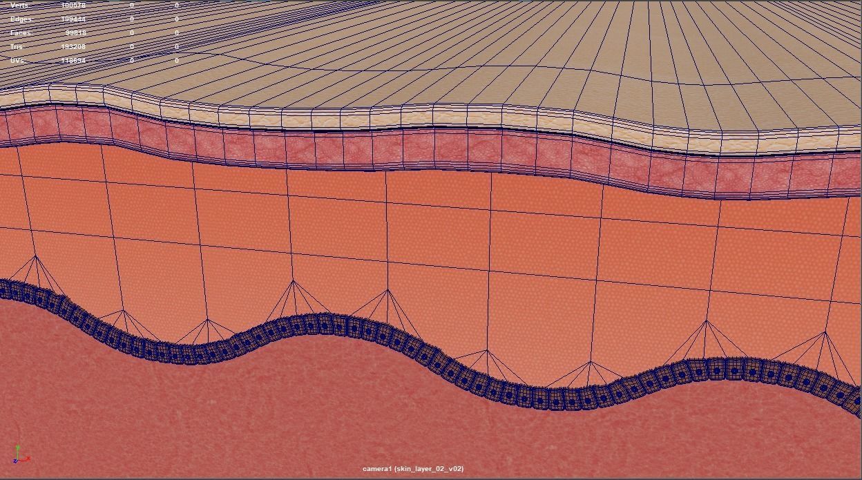 Simple Skin layer Healthy 3D model 3D model_6