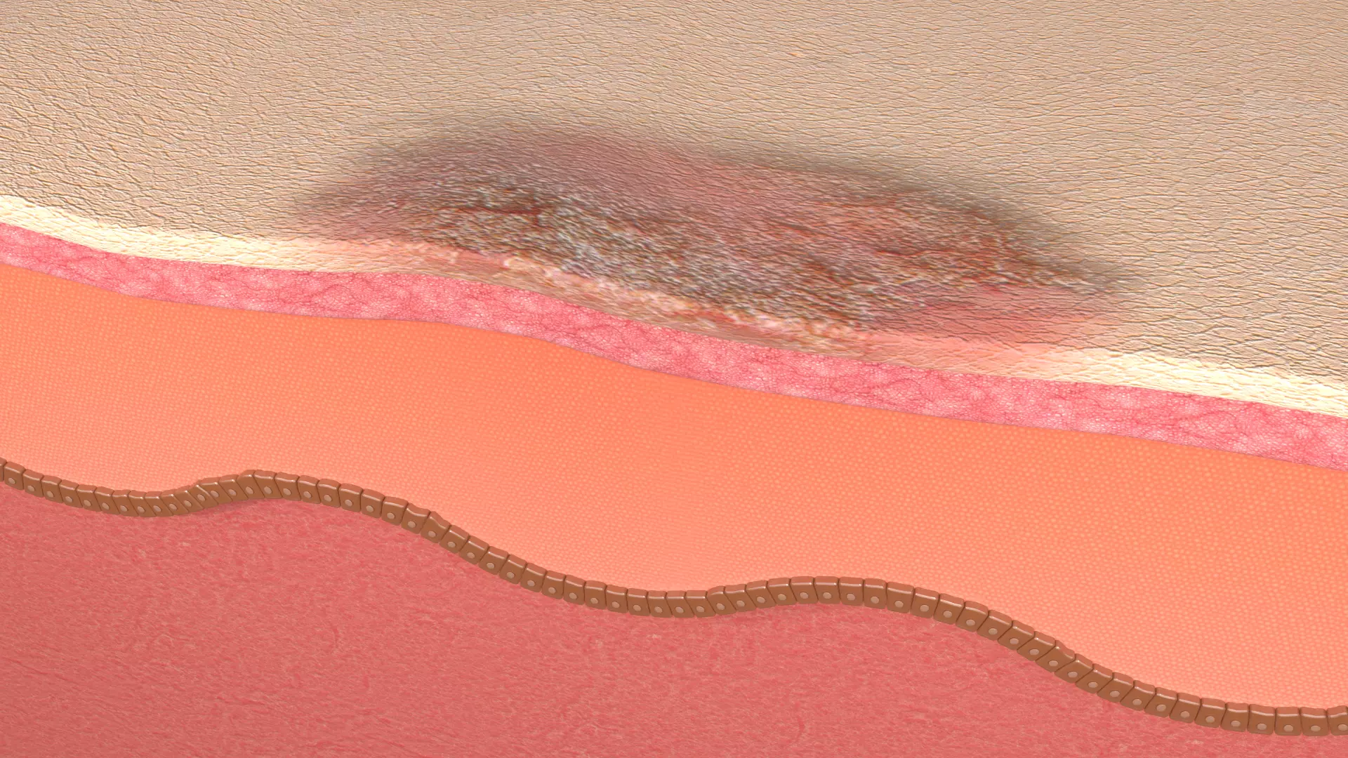 Simple Skin layer Healthy 3D model 3D model_0