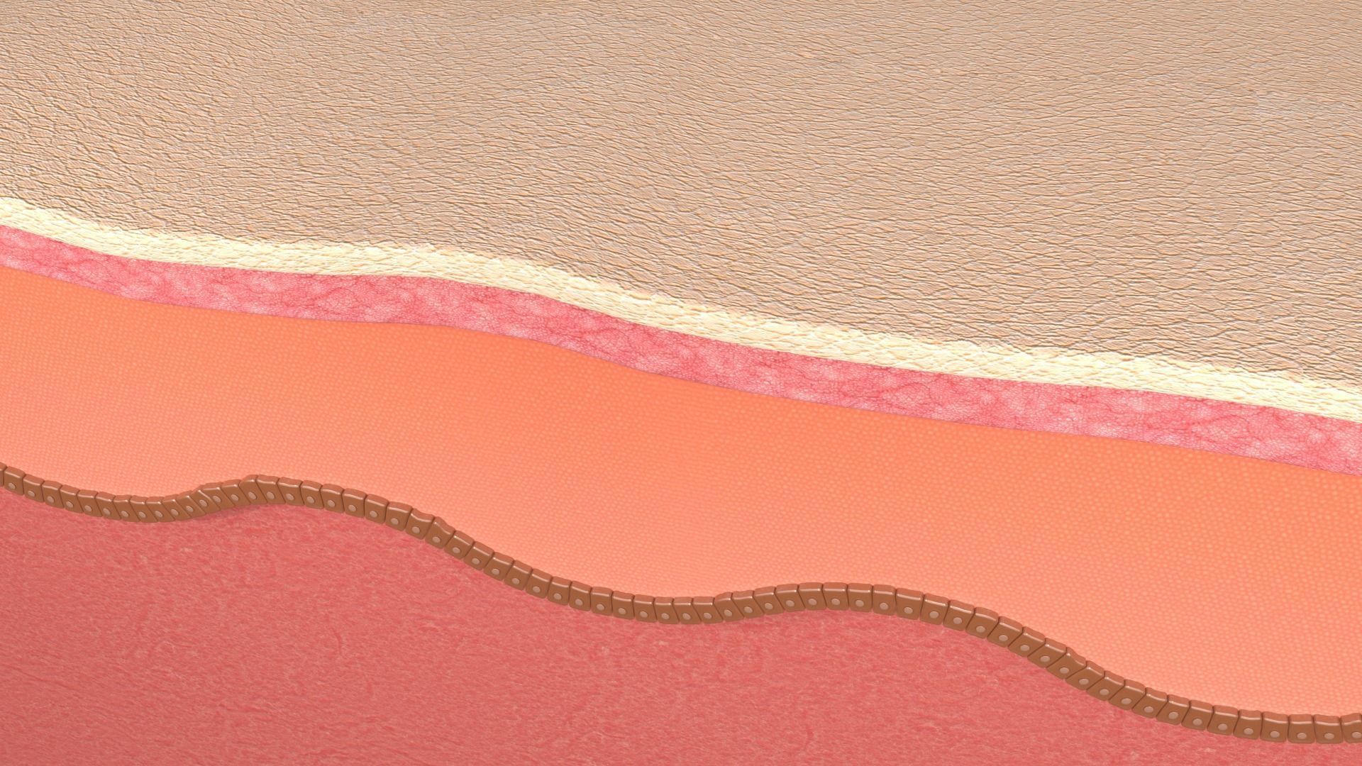 Simple Skin layer Healthy 3D model 3D model_1