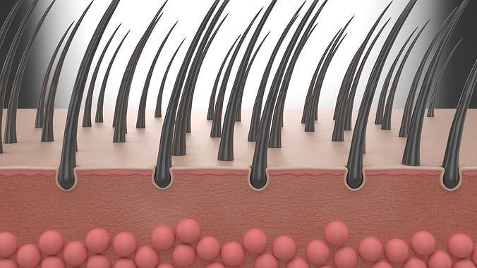 Skin and Hair Anatomy 3D model