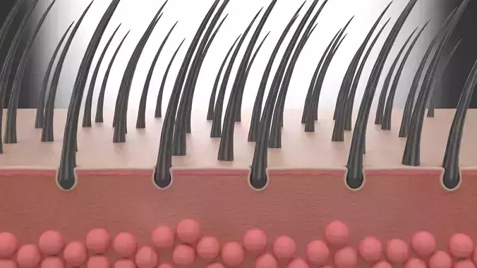 Skin and Hair Anatomy 3D model