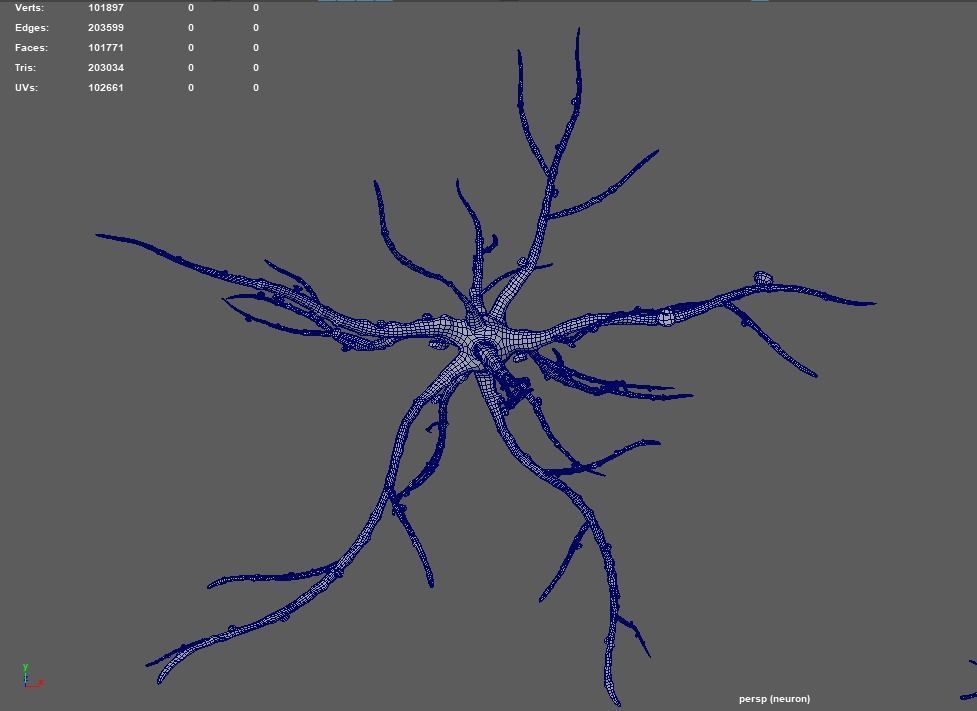 neuron nerve 3D 3D model_11
