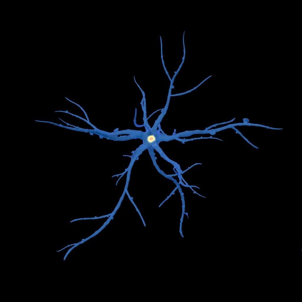 neuron nerve 3D 3D model_1