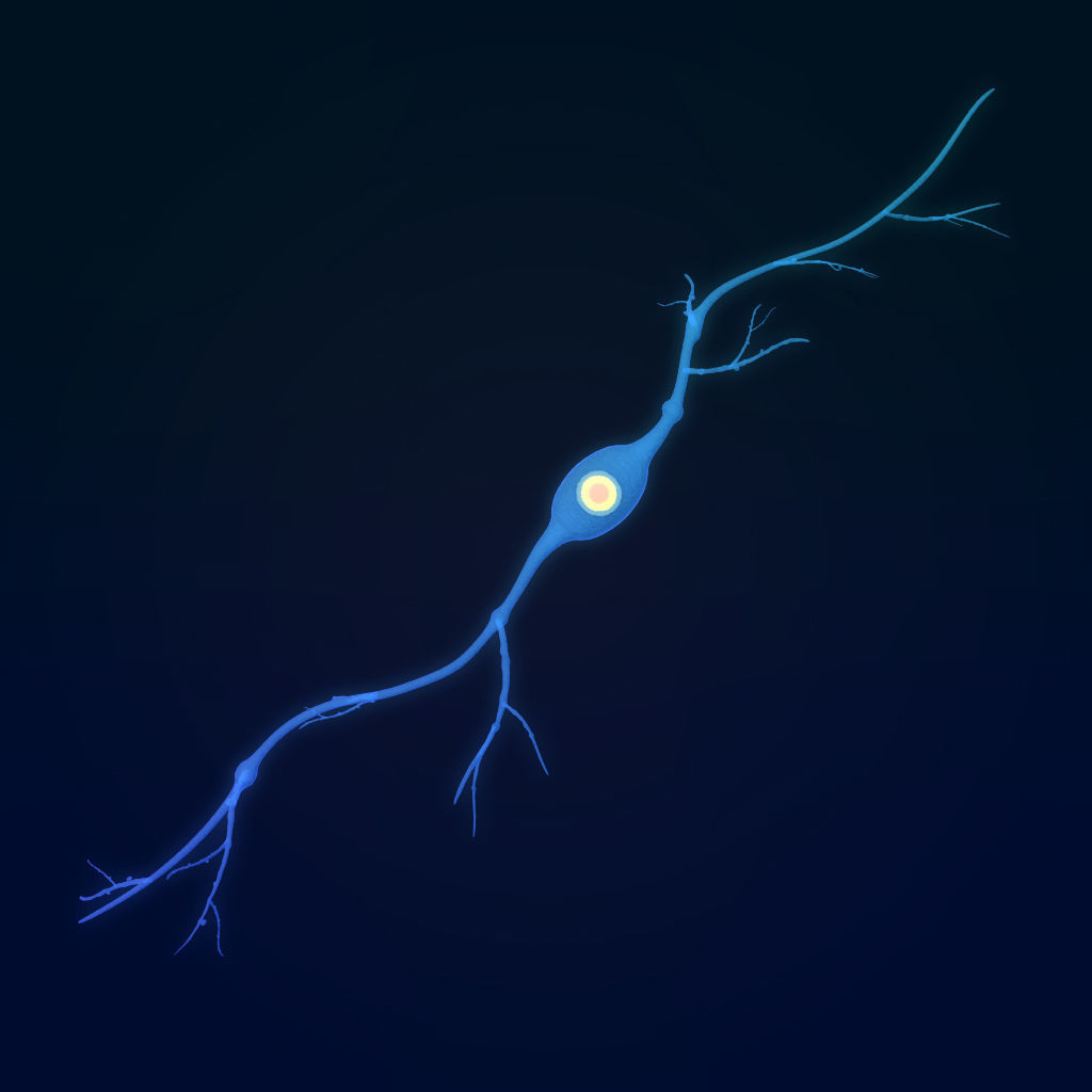 neuron nerve 3D 3D model_5