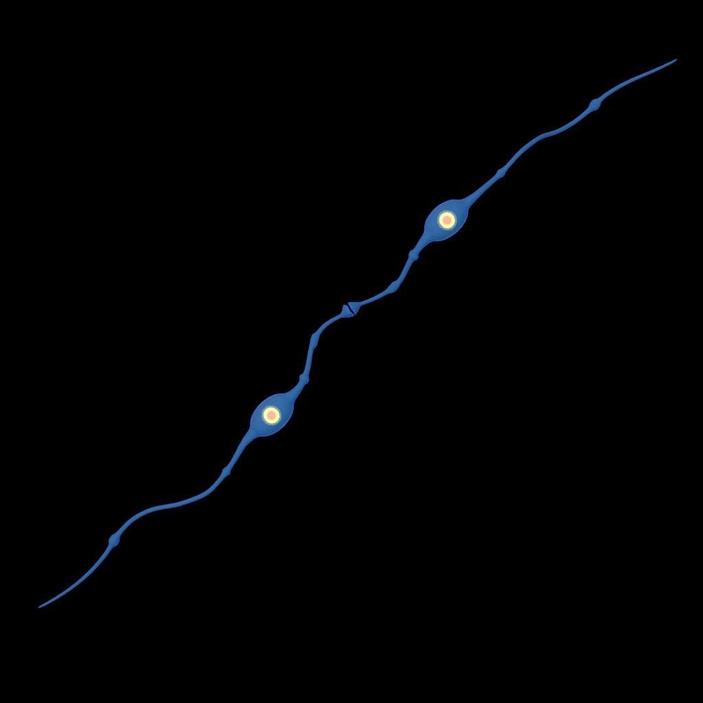 neuron nerve 3D 3D model_3