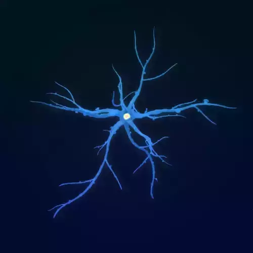 neuron nerve 3D 3D model neuron nerve 3D 3D model
