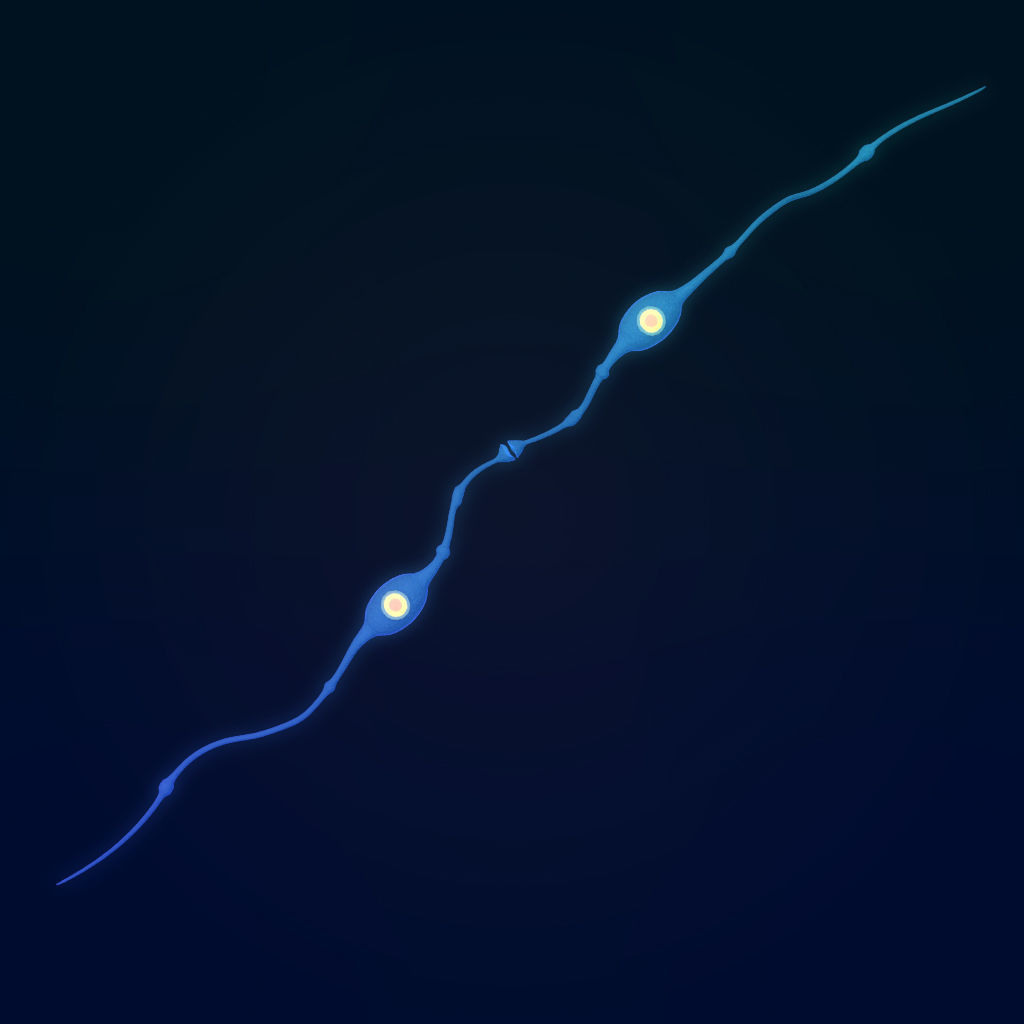 neuron nerve 3D 3D model_6