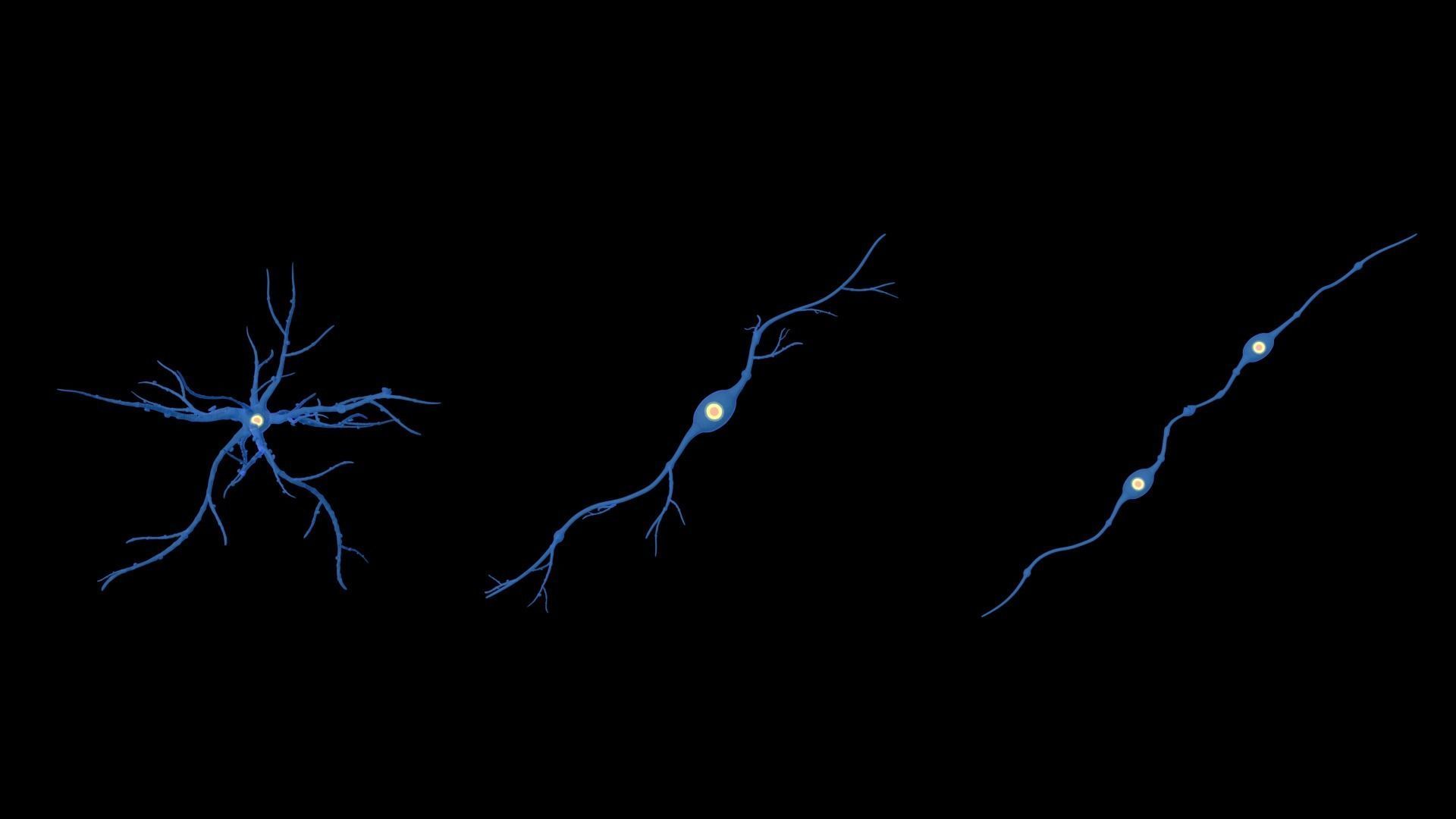 neuron nerve 3D 3D model_9