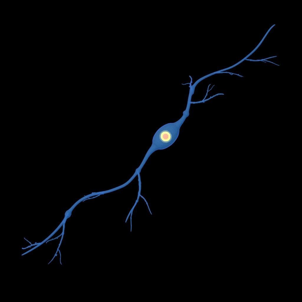neuron nerve 3D 3D model_2