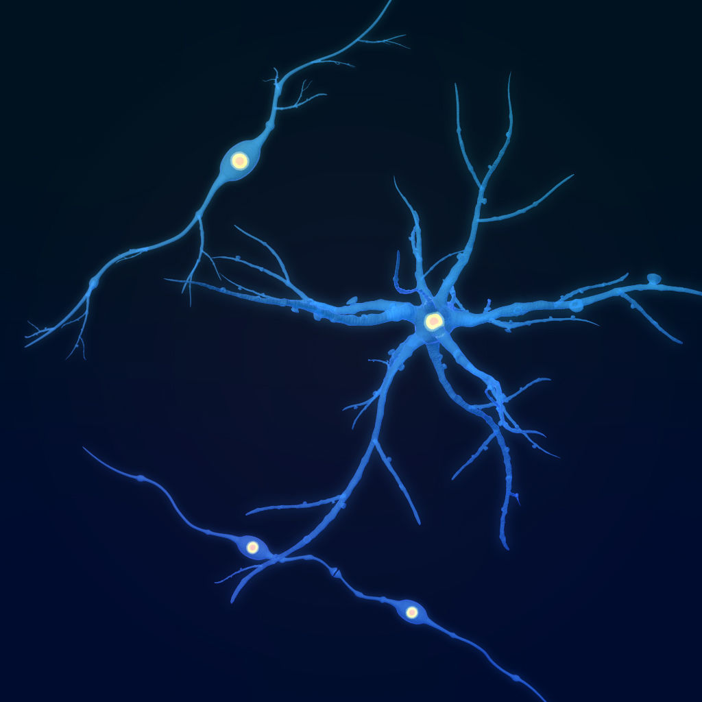 neuron nerve 3D 3D model_10
