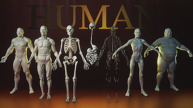Human Pack people anatomy realistic model and printable 3D model