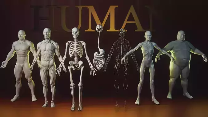 Human Pack people anatomy realistic model and printable