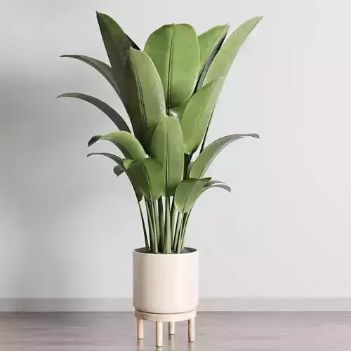 Indoor plant 147 plant ficus rubbery wooden vase