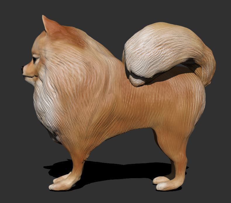 Pomeranian 3D PRINT 3D print model_8