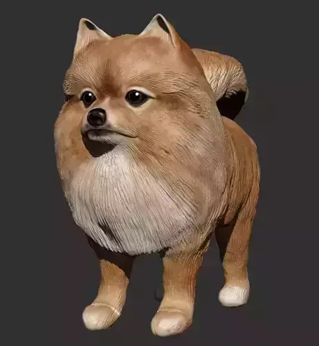 Pomeranian 3D PRINT