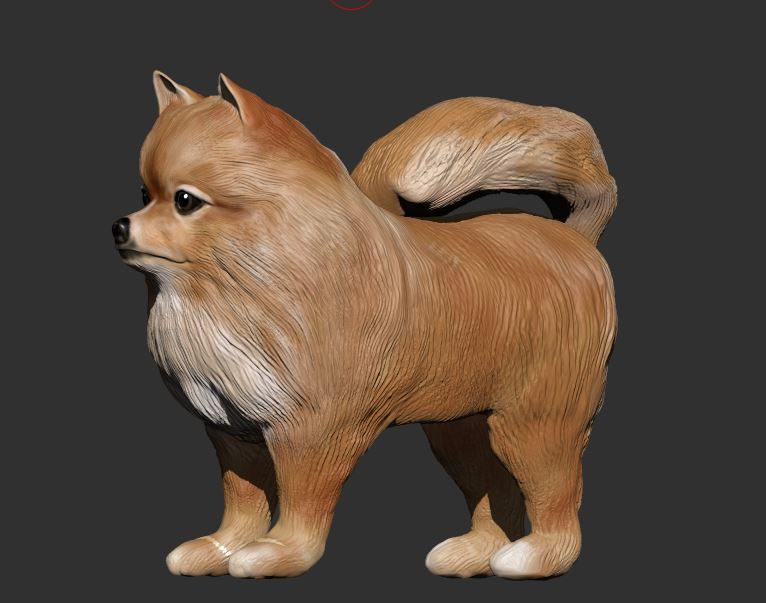 Pomeranian 3D PRINT 3D print model_2