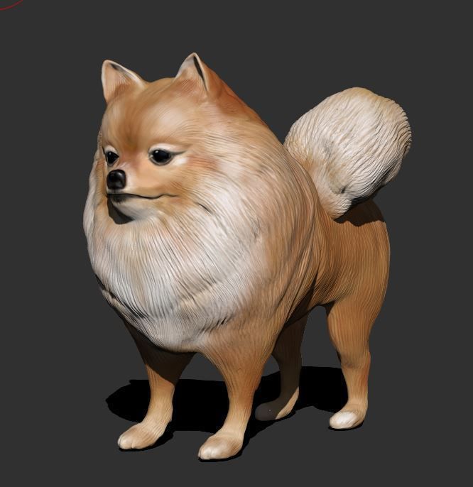 Pomeranian 3D PRINT 3D print model_6