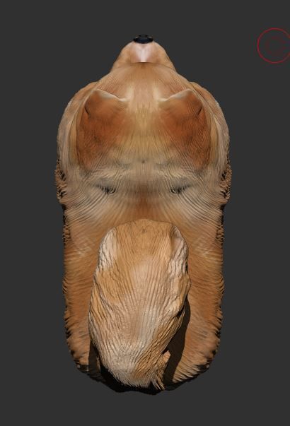 Pomeranian 3D PRINT 3D print model_3