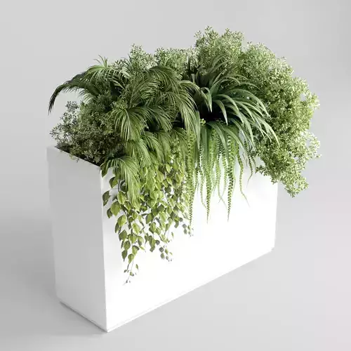 indoor plant fern bush palm concrete vase white bax