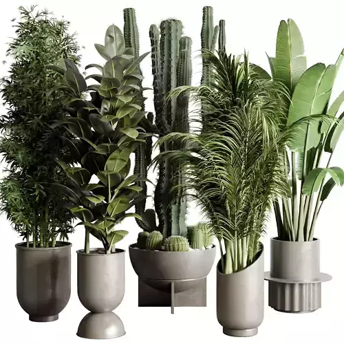 indoor plant ravenala  rubbery palm bamboo cactus concrete dirt  3D model