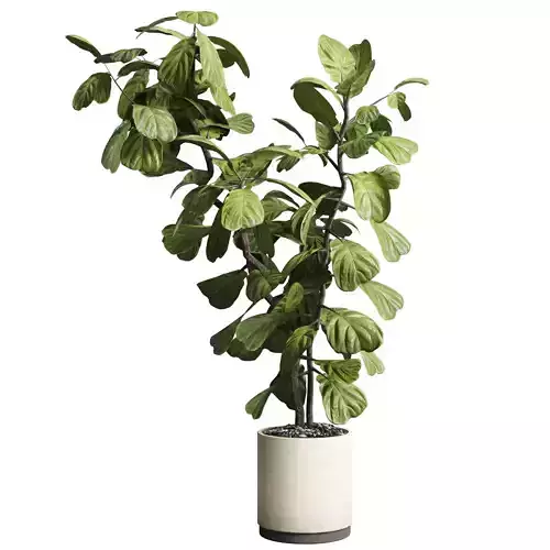 Indoor plant 149 plant  ficus lyrata concrete vase