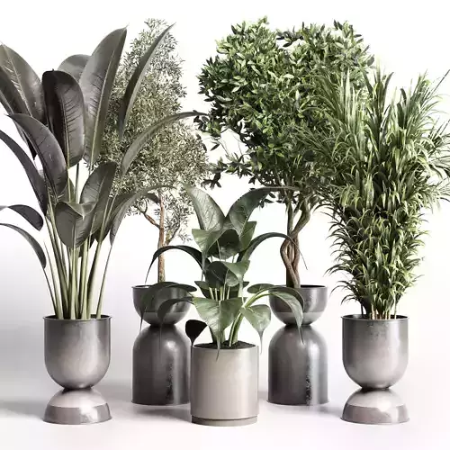 indoor plant pot plant ficus rubbery palm concrete dirt vase