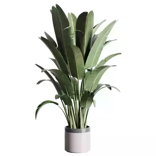 indoor outdoor plants 157 pot palnt ravenala concrete vase
