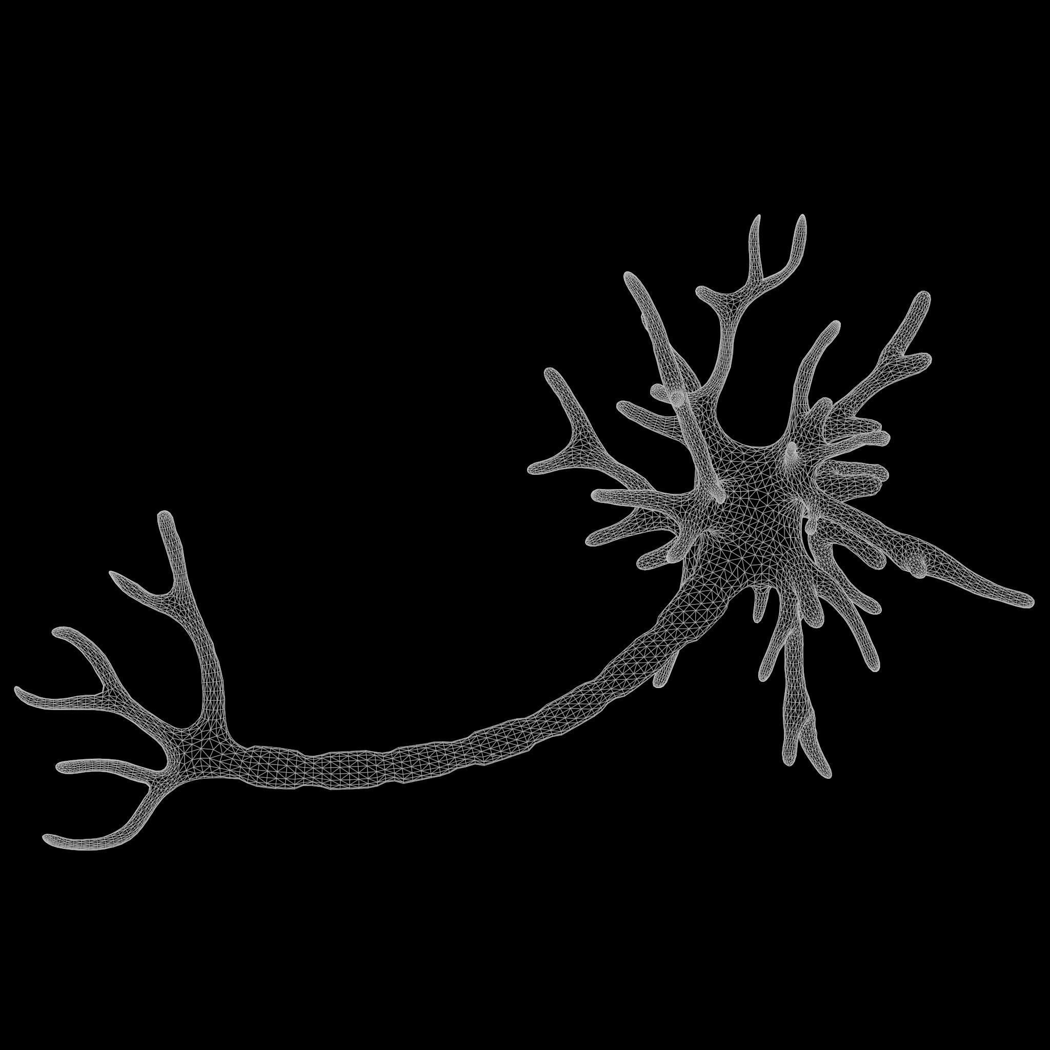 Human Neuron 3D model_7