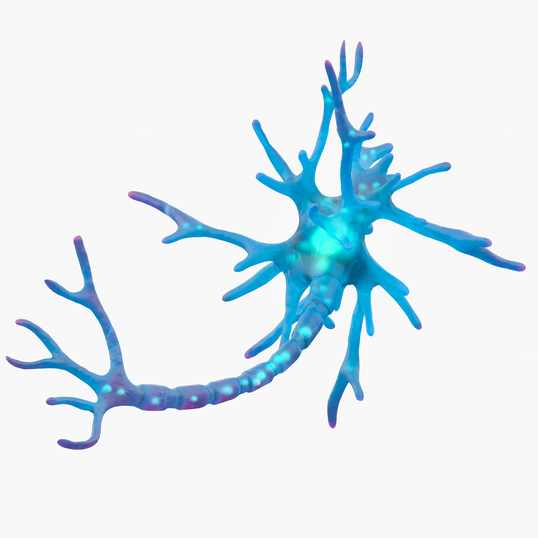 Human Neuron 3D model_3