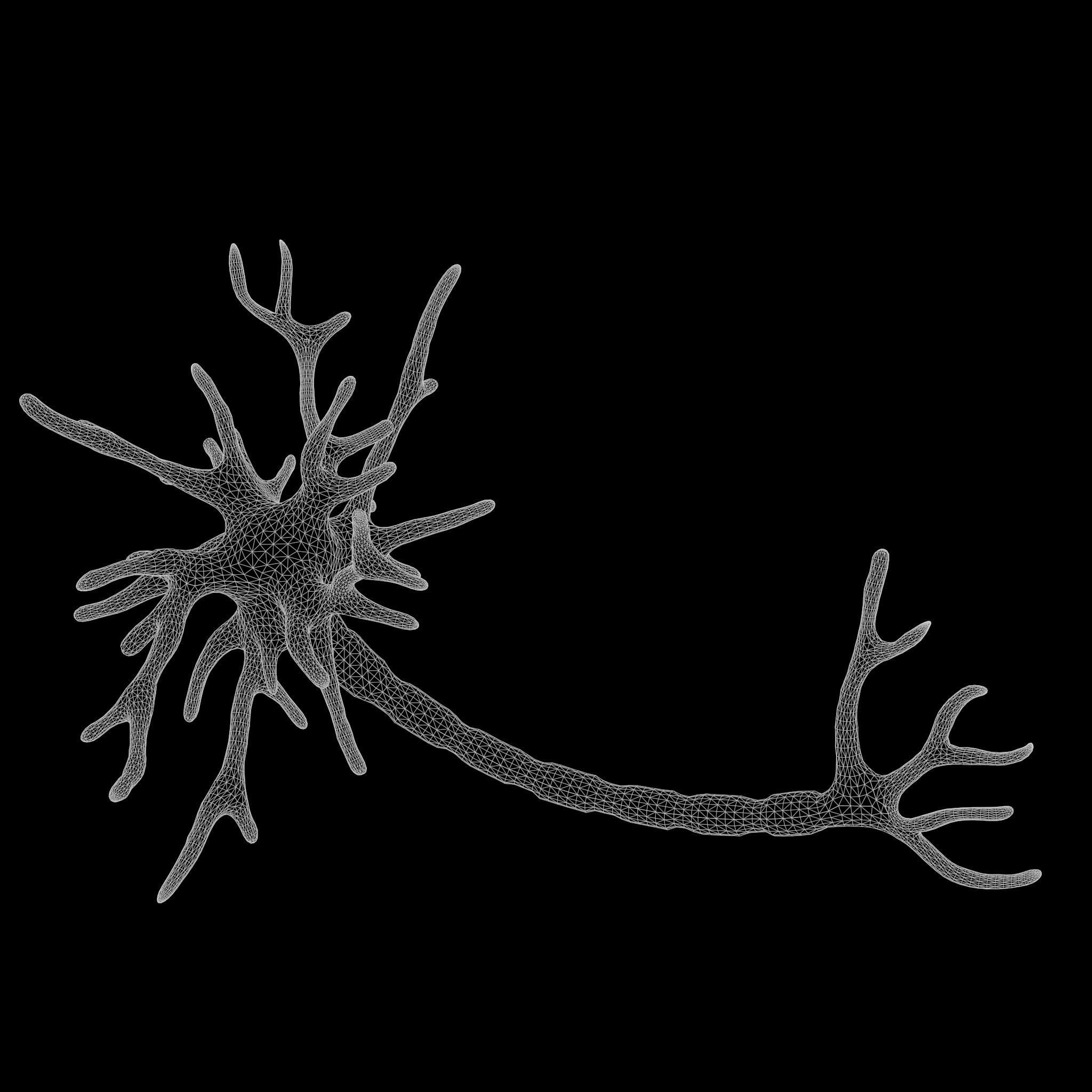 Human Neuron 3D model_8