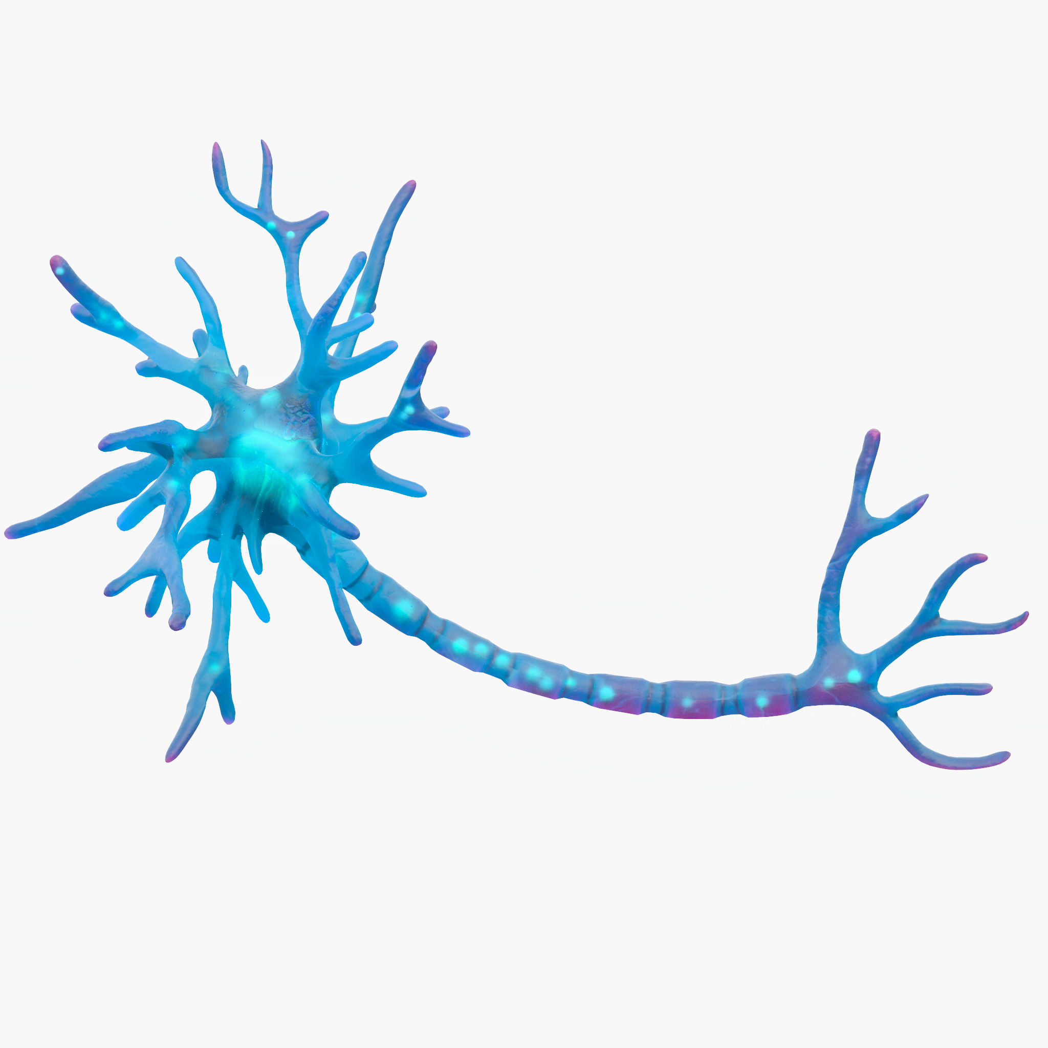 Human Neuron 3D model_2