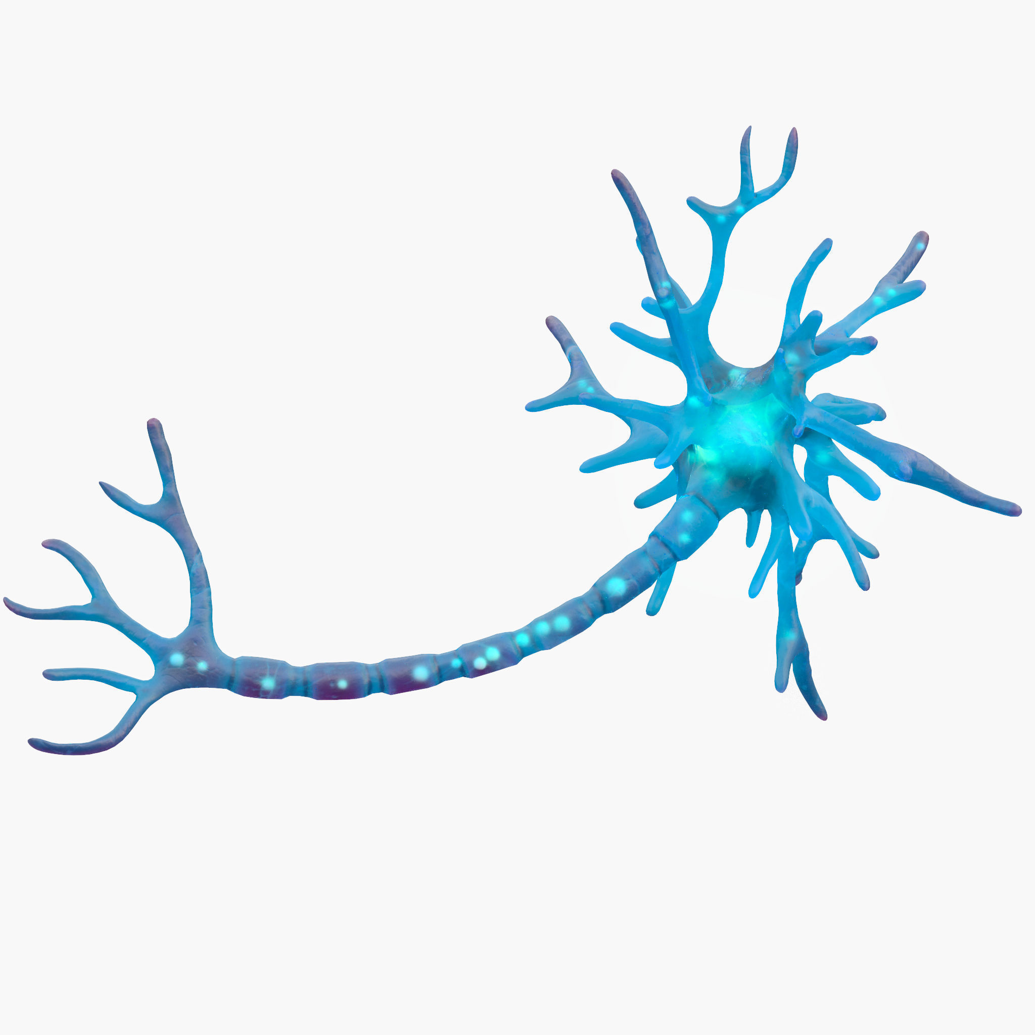Human Neuron 3D model_1