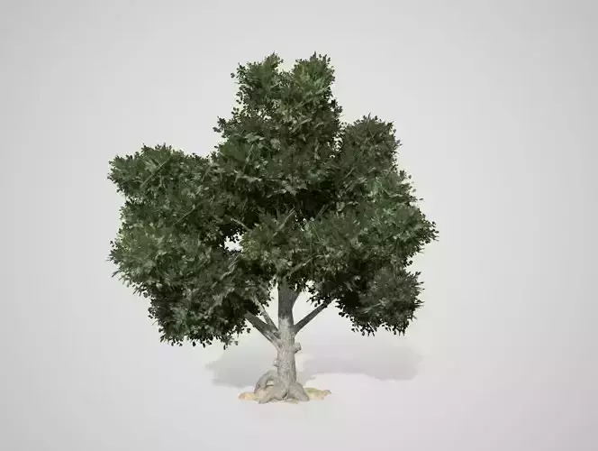 5 diffrent tree Broad leaf Low Low-poly 3D model