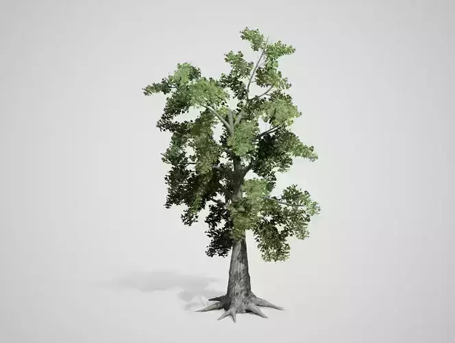 5 diffrent tree Sassafras Low Low-poly 3D model