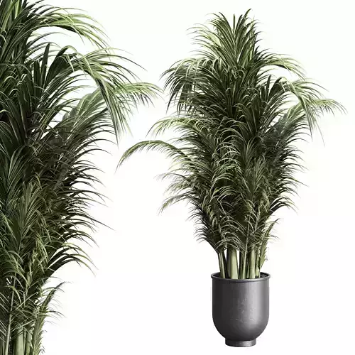 indoor plant 158 pot plant palm concrete dirt vase