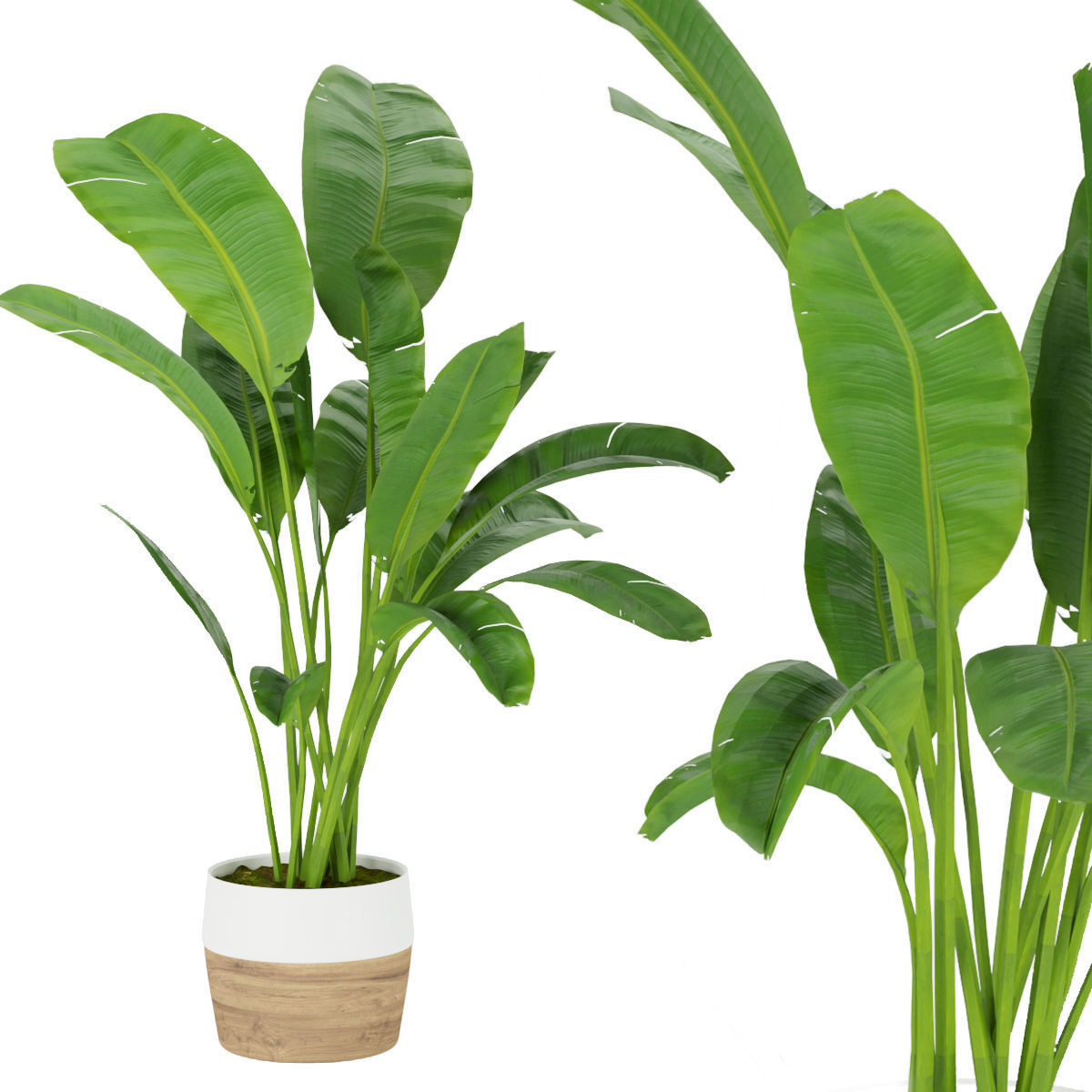 Collection plant vol 275 - indoor - leaf - Banana 3D model_5