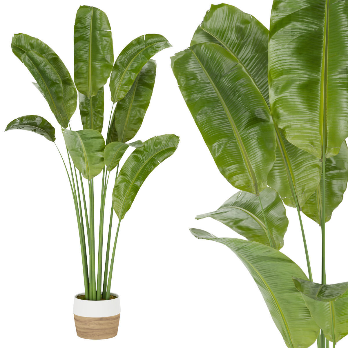 Collection plant vol 275 - indoor - leaf - Banana 3D model_2