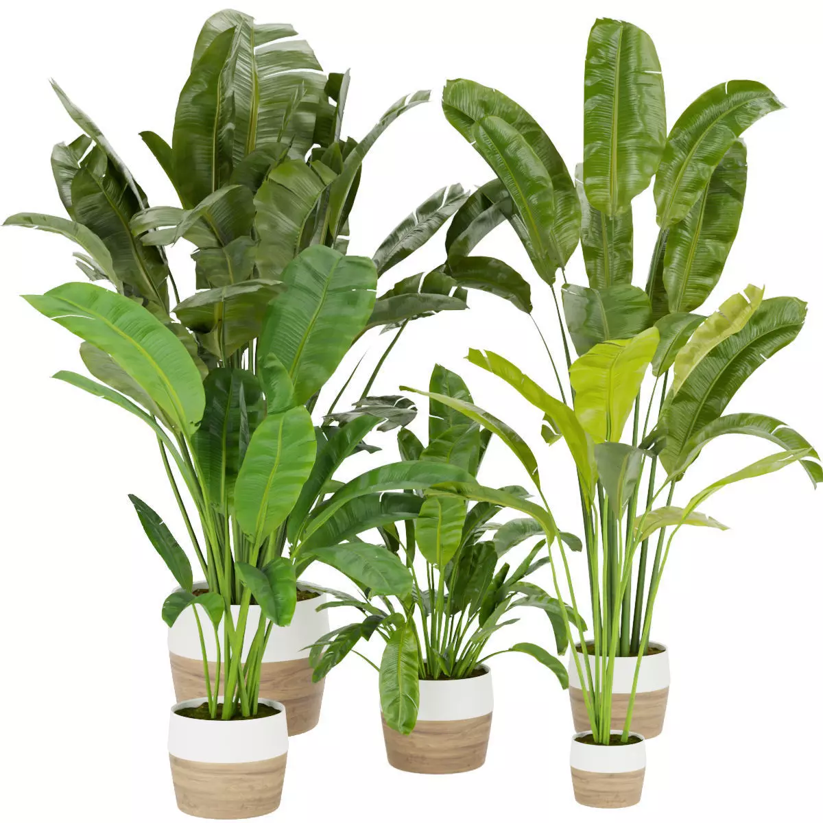 Collection plant vol 275 - indoor - leaf - Banana 3D model_0