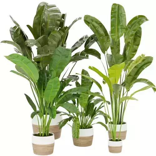 Collection plant vol 275 - indoor - leaf - Banana 3D model