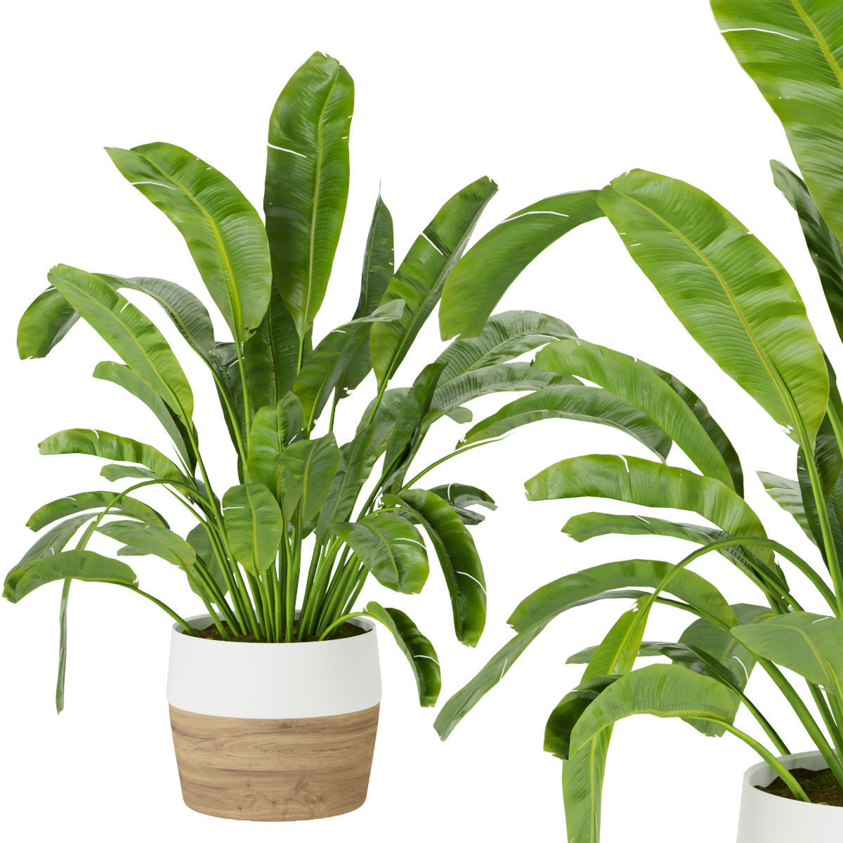 Collection plant vol 275 - indoor - leaf - Banana 3D model_4