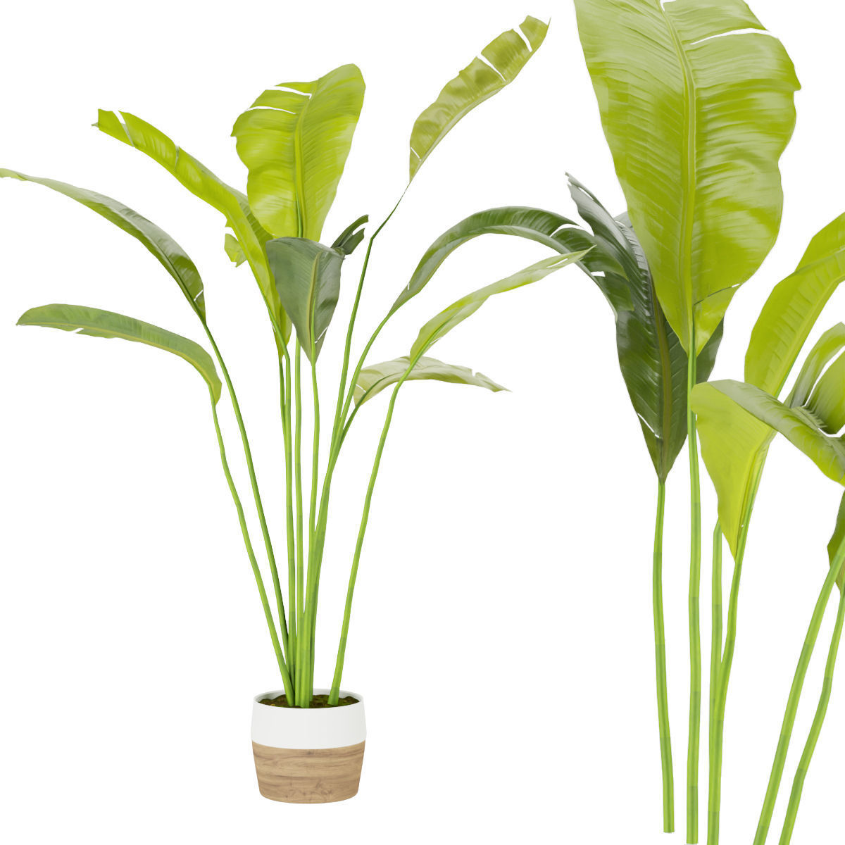 Collection plant vol 275 - indoor - leaf - Banana 3D model_3